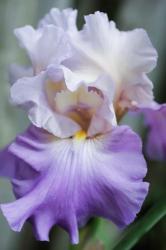 Pale Lavender Bearded Iris Bloom | Obraz na stenu