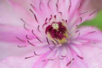 Pale Pink Clematis Blossom 1 | Obraz na stenu