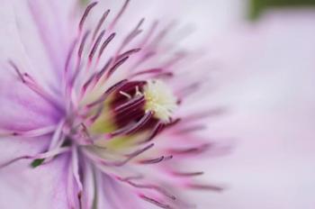 Pale Pink Clematis Blossom 2 | Obraz na stenu