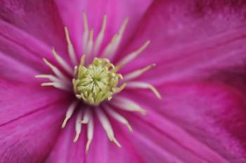 Pale Pink Clematis Blossom 3 | Obraz na stenu