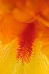 Bearded Iris Flower Close-Up 3 | Obraz na stenu