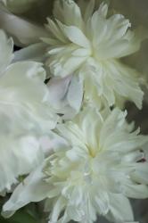 White Peony 3 | Obraz na stenu