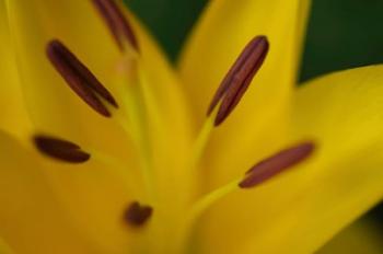 Yellow Daylily Flower Close-Up 2 | Obraz na stenu