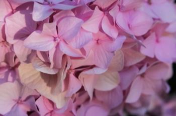 Pink Hydrangea Blossom 1 | Obraz na stenu