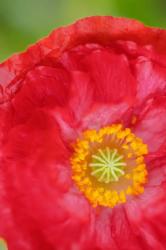 Red Poppy Flower | Obraz na stenu