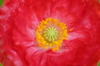 Red Poppy Flower | Obraz na stenu