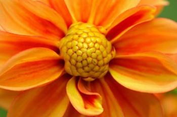 Orange Dahlia Bloom | Obraz na stenu