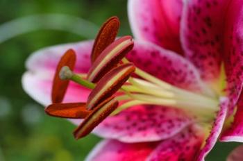 Stargazer Lily 1 | Obraz na stenu