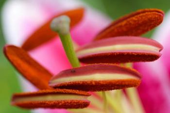 Stargazer Lily 2 | Obraz na stenu