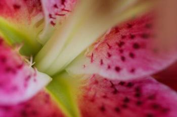 Stargazer Lily 3 | Obraz na stenu