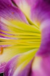 Pink Daylily 1 | Obraz na stenu