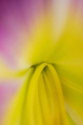 Pink Daylily 2 | Obraz na stenu