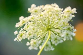 Queen Anne's Lace Flower 1 | Obraz na stenu