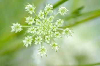 Queen Anne's Lace Flower 2 | Obraz na stenu