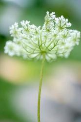 Queen Anne's Lace Flower 3 | Obraz na stenu