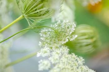 Queen Anne's Lace Flower 4 | Obraz na stenu