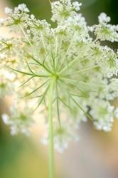 Queen Anne's Lace Flower 5 | Obraz na stenu