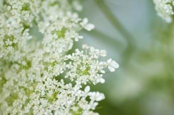 Queen Anne's Lace Flower 6 | Obraz na stenu