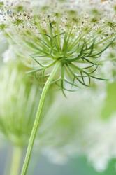 Queen Anne's Lace Flower 7 | Obraz na stenu