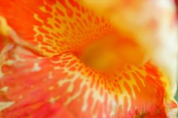 Orange Canna Flower Detail | Obraz na stenu