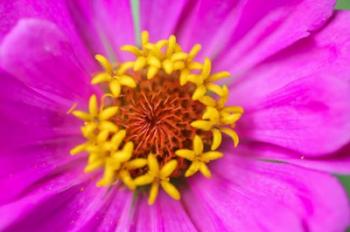 Hot Pink Zinnia Flower | Obraz na stenu