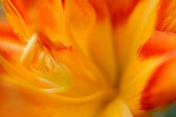 Orange Daylily | Obraz na stenu