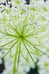 Queen Anne's Lace Flower 1 | Obraz na stenu