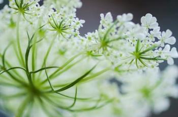 Queen Anne's Lace Flower 2 | Obraz na stenu