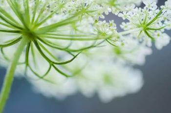 Queen Anne's Lace Flower 3 | Obraz na stenu