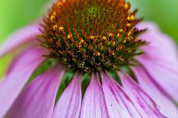 Pink Coneflower | Obraz na stenu