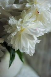 White Peonies In Cream Pitcher 1 | Obraz na stenu