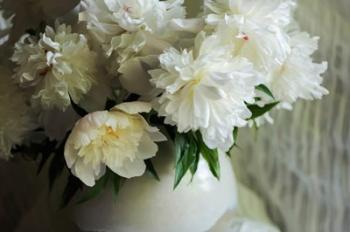 White Peonies In Cream Pitcher 2 | Obraz na stenu