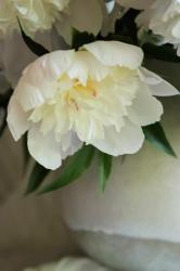 White Peonies In Cream Pitcher 3 | Obraz na stenu