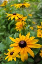 Black-Eyed Susan Flowers | Obraz na stenu