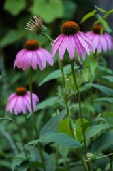 Purple Coneflowers 1 | Obraz na stenu