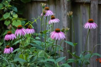 Purple Coneflowers 2 | Obraz na stenu