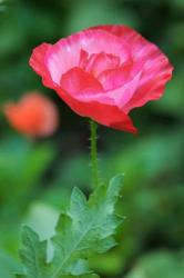 Red Poppy Flower | Obraz na stenu