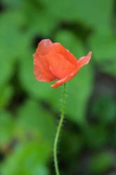 Poppy Flower | Obraz na stenu