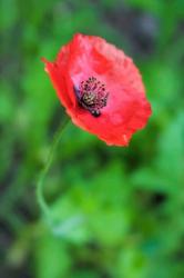 Red Poppy Flower 1 | Obraz na stenu