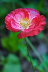 Pink Poppy Flower | Obraz na stenu