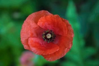 Red Poppy Flower 2 | Obraz na stenu