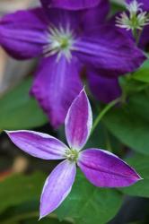 Purple Clematis Flowers 1 | Obraz na stenu