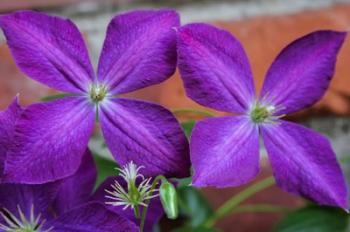 Purple Clematis Flowers 2 | Obraz na stenu