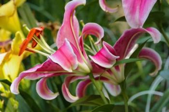 Magenta Stargazer Lily 2 | Obraz na stenu