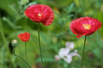 Red Poppy Flowers | Obraz na stenu