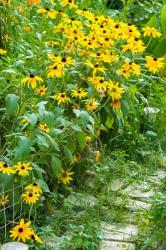 Black-Eyed Susan Flowers 1 | Obraz na stenu