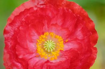 Red Poppy Flower | Obraz na stenu