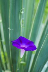 Purple Morning Glory | Obraz na stenu