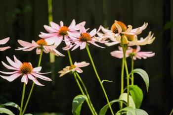 Purple Coneflowers 1 | Obraz na stenu