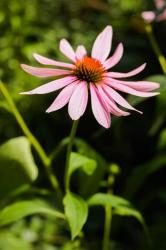 Purple Coneflowers 2 | Obraz na stenu